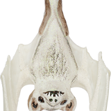 White Hanging Bat Glass Ornament